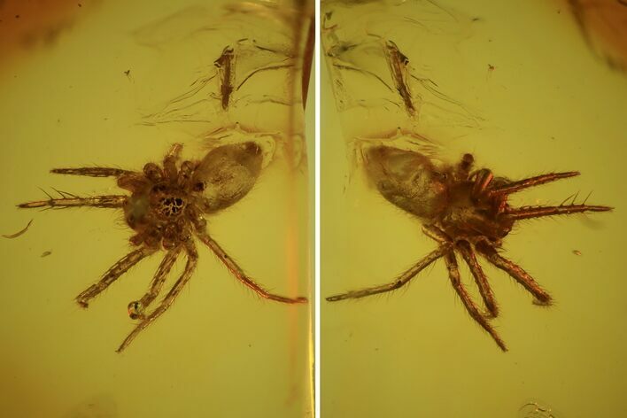 Fossil Spider (Aranea) In Baltic Amber #58101